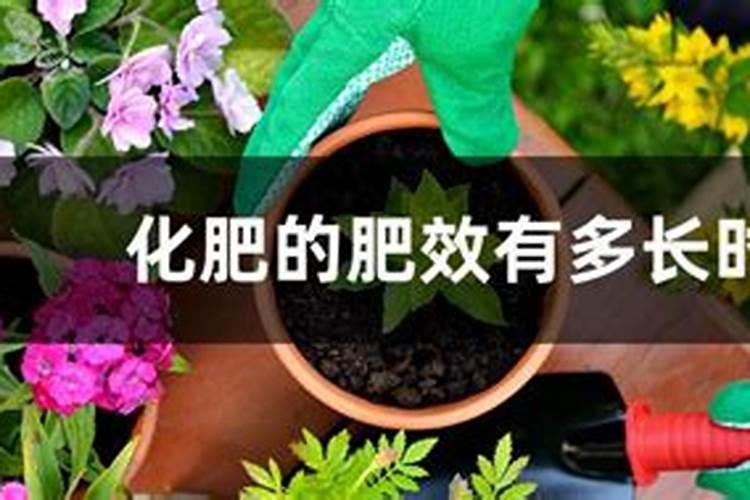 挖树苗时怎样判断是否缺氮肥