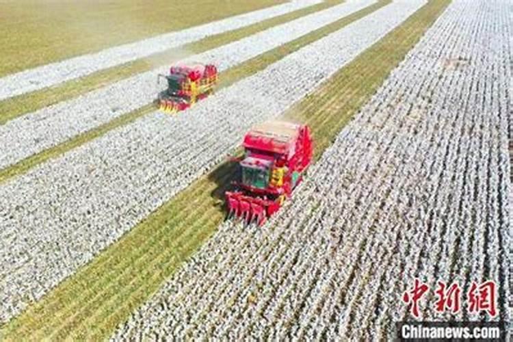 八堡农资市场为什么不开