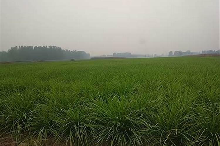 如何配制202020的水溶肥