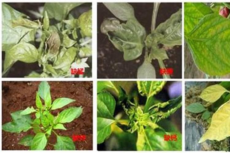 辣椒施肥要哪种肥比较好