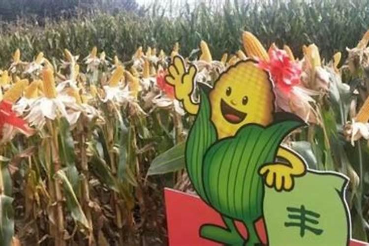 辽彰武玉米在什么温度能种植