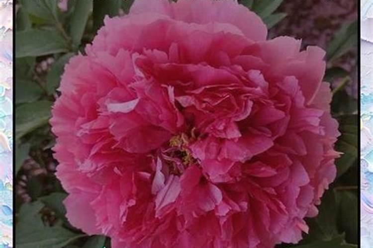 牡丹施肥用什么肥料合适,种植牡丹花四大高效肥料