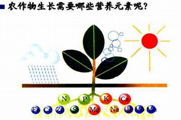 植物生长所必须的三种大量营养元素是