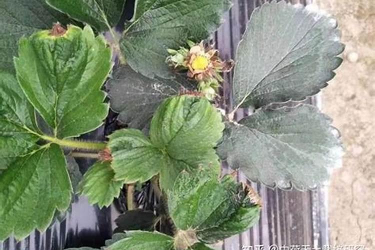 在种植的过程中 草莓需要补钙吗 草莓缺钙怎么办用什么补钙最好百度...