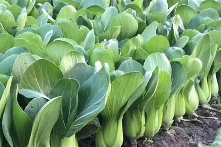 上海青种植注意事项 上海青需要什么生长环境