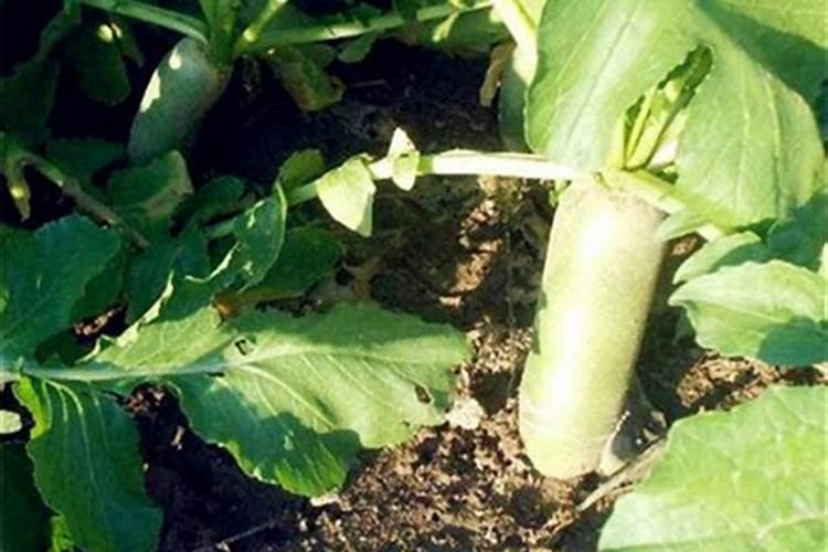 水稻分蘖期用什么叶面肥好