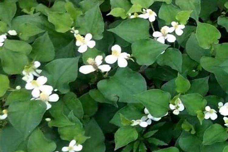 如何让鱼腥草一年四季都发芽