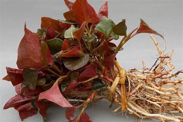 鱼腥草的高产施肥技巧 鱼腥草应该怎么种植