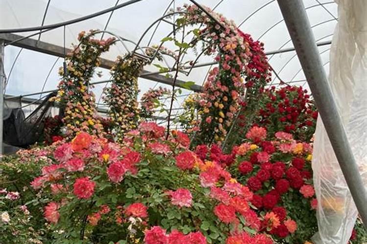 月季为什么要喷施叶面肥杀菌剂添加叶面肥有何作用