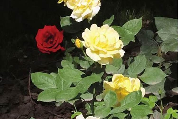 常见的花卉专用肥有哪些？