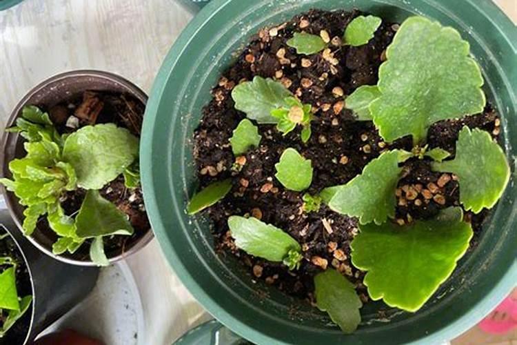 氮磷钾对马铃薯的茎叶生长和光合作用有哪些影响？