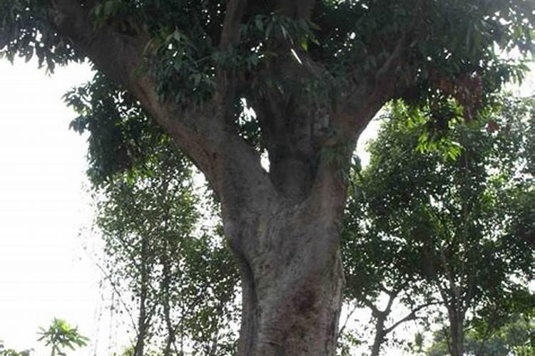 荔枝树用什么肥料最好