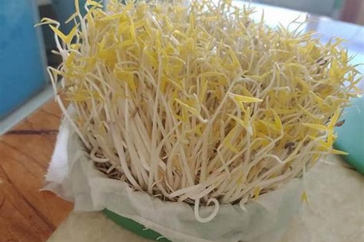 西瓜追肥的特点和西瓜叶面肥的使用方法及选择