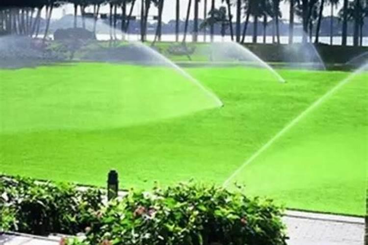 小木槿的养殖方法和注意事项