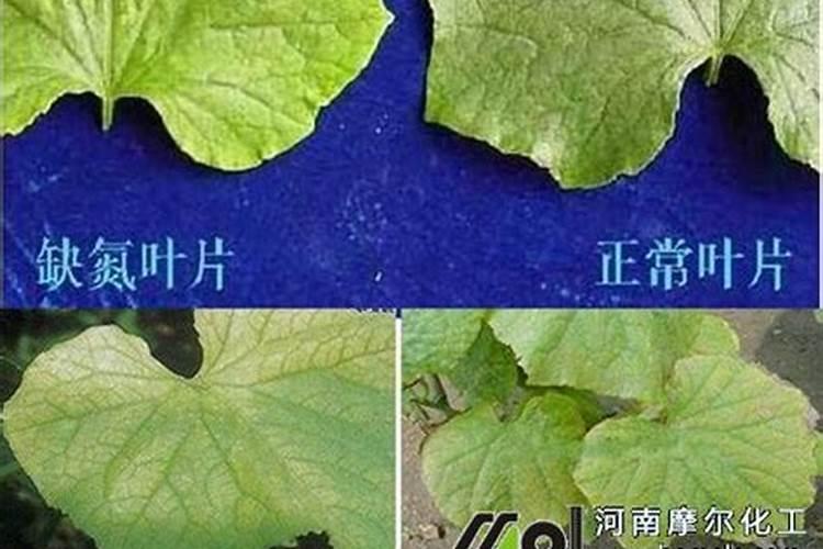 无硼难坐果,果树花前要补硼,叶面硼肥有多种,果农该如何选？