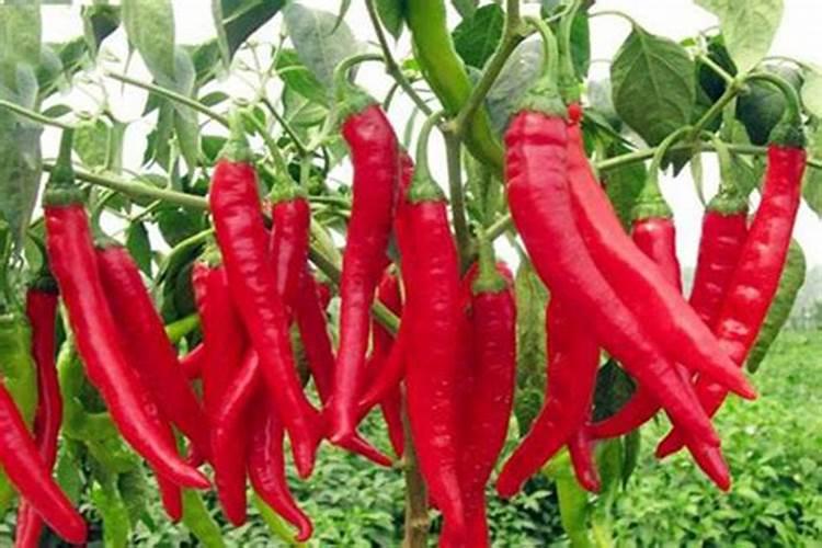 槟榔为什么会上瘾