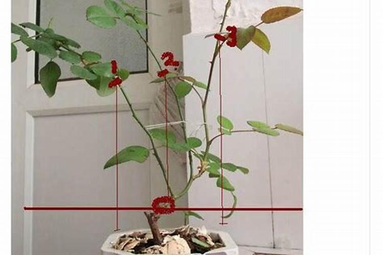地栽月季施什么肥料最好(地栽月季花施肥开花多的技巧)