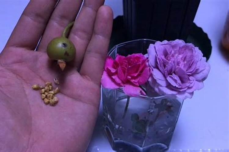 使月季开大花多花艳色花的方法