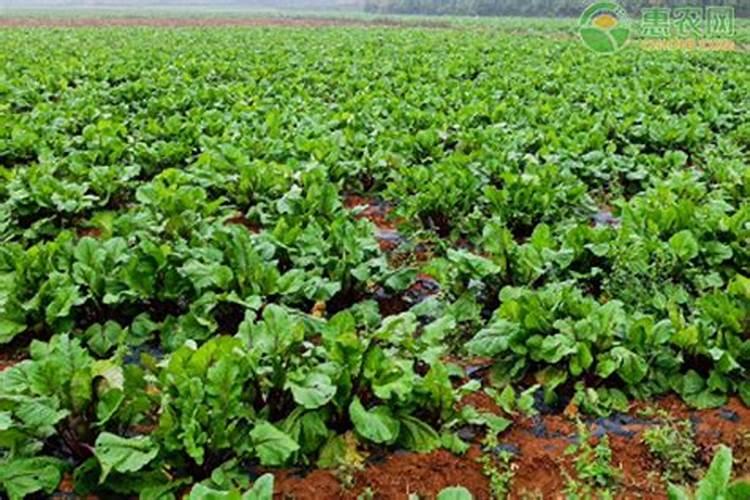 葡萄每个月份应该打什么药,出现药害如何补救