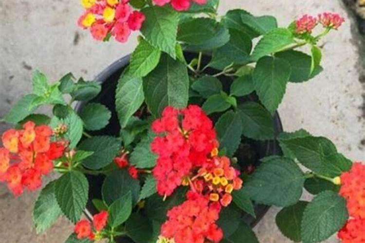 蟹爪兰开花时能施肥吗