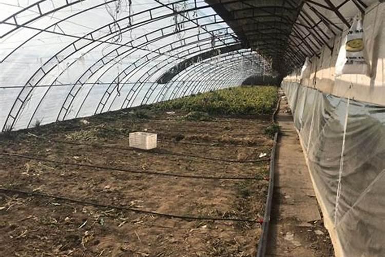 大棚黄瓜番茄如何合理施肥 养殖如何管理水肥