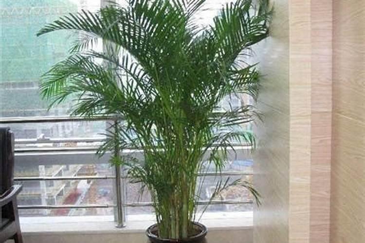 葱苗施什么肥最好