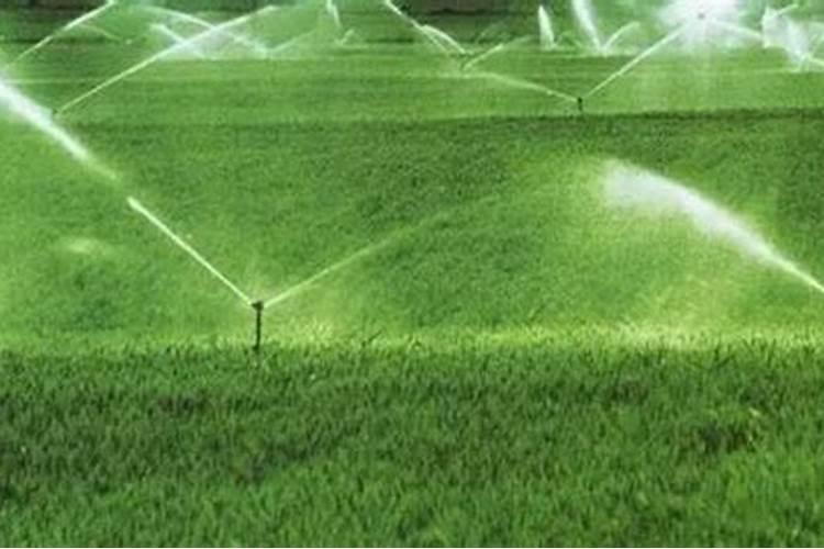 孕妇可以吃茉莉花炒鸡蛋