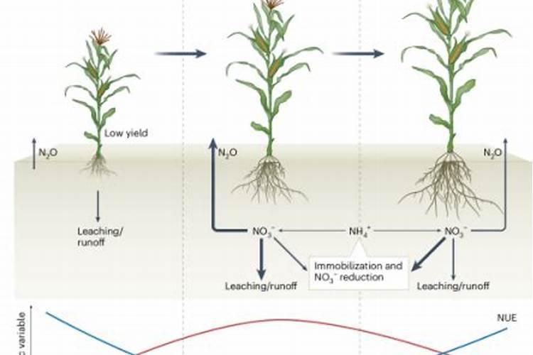 有一种复合肥氮磷钾是三个15的而钾却标的是腐植酸是真复合肥吗可以种...