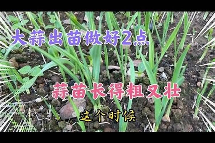 大天使彩叶芋盆栽高度