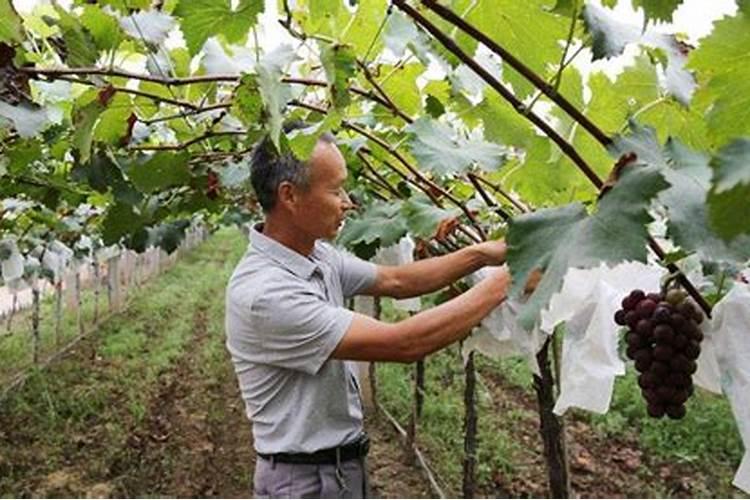 葡萄春天的最佳施肥期是什么时候