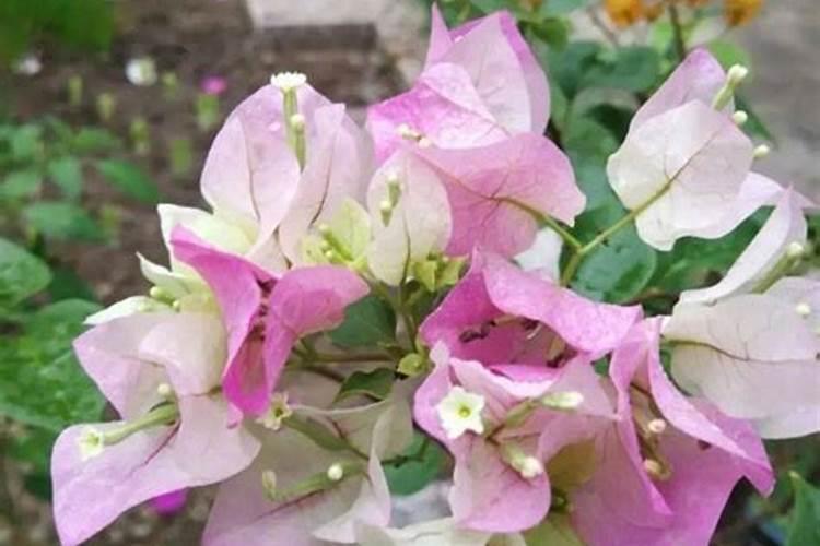 常见花卉20种剪法大全不用花钱买!