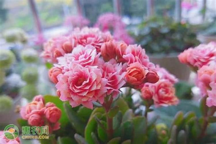 一亩茶叶年产量和利润？