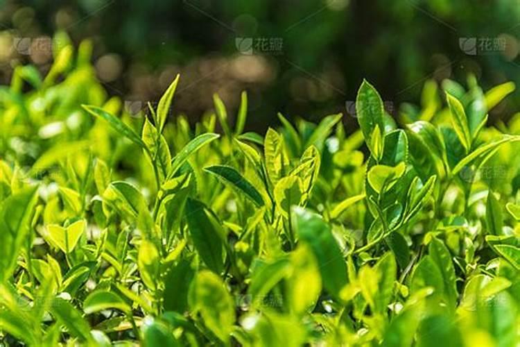茶叶叶面肥用什么最好