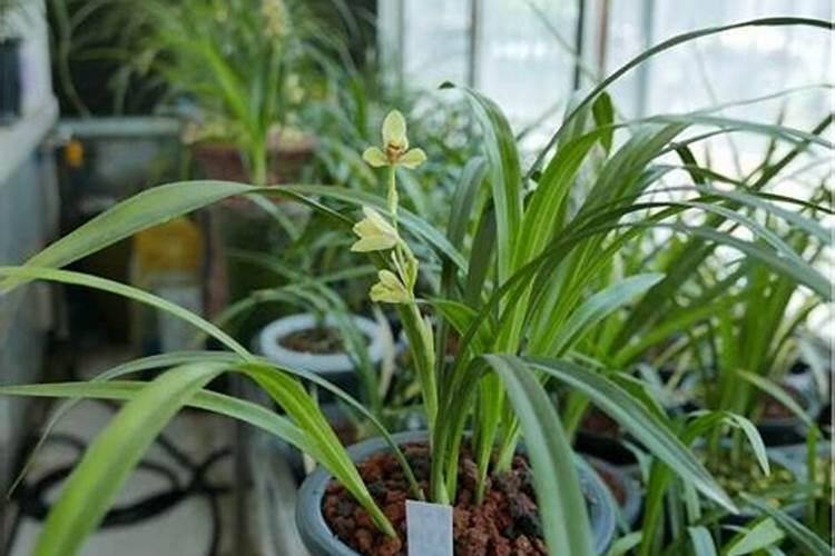 冬季柿树栽培管理要点