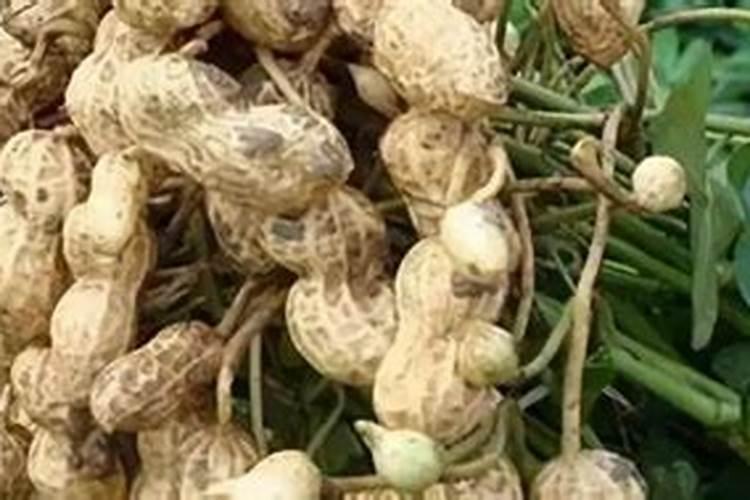 种花生怎样施底肥