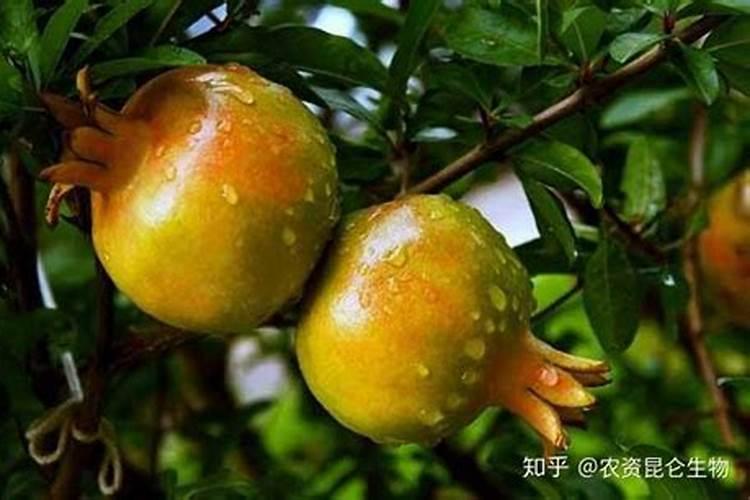 黄腐酸钾对农作物有什么作用