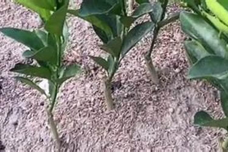 种植西红柿底肥需要哪些肥料