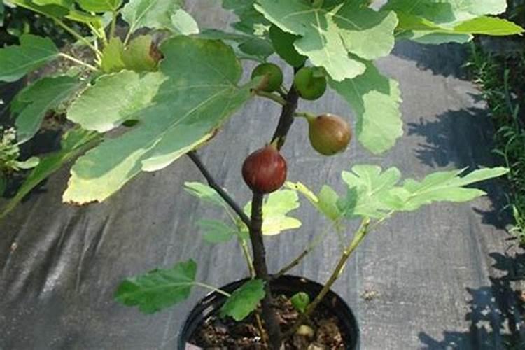 玉米叶面肥最佳时期