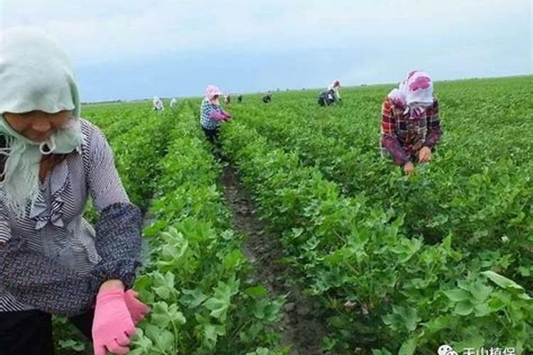 棉花打顶后喷施的最好的叶面肥