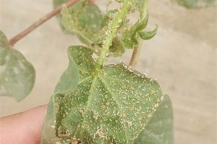 紧急!棉花被冰雹打后有何补救措施？