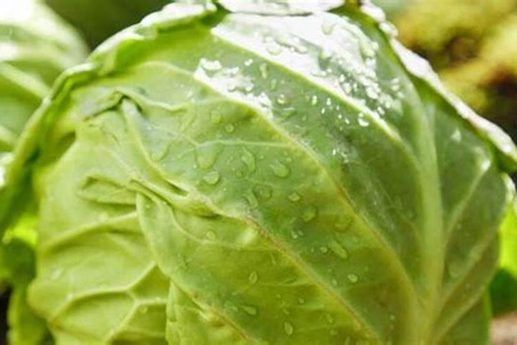 撒完复合肥后持续下雨怎么办