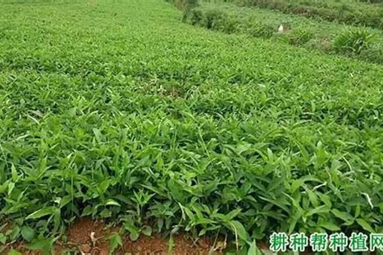 半夏用什么肥料最好