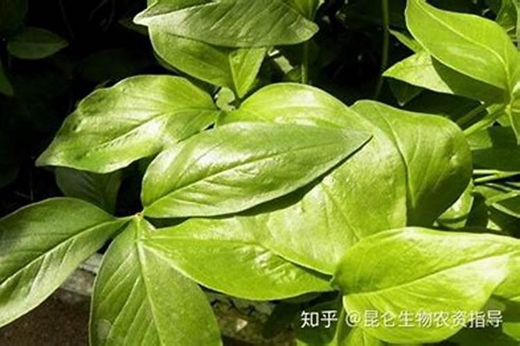 半夏如何种植