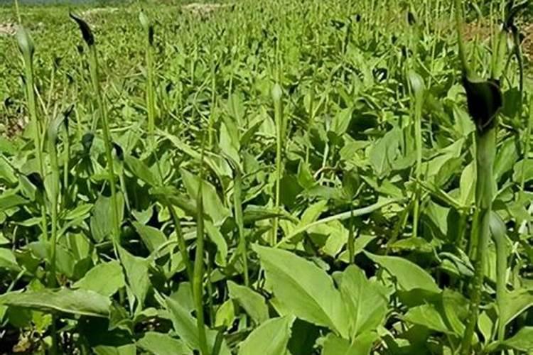 中药材半夏地下茎块膨大剂,中药材半夏一次冲施多少肥料合适？