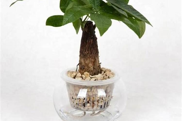 培育绿水最快的方法 快速培养绿水的方法总结