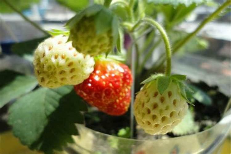 草莓如何施肥更高产