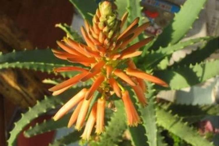 芦荟开花后施什么肥料