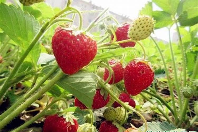 氮肥是什么肥料,氮钾追肥使用方法