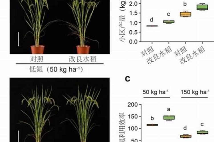 碳铵杀青苔原理