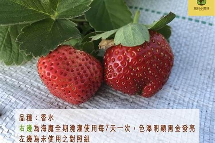 老师们好!草莓用什么生根肥最好